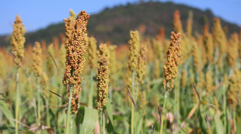 Oruro tiene más de 781 mil hectáreas con potencial productivo