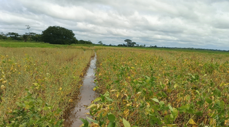 Anapo advierte impacto productivo tras eventos climáticos extremos