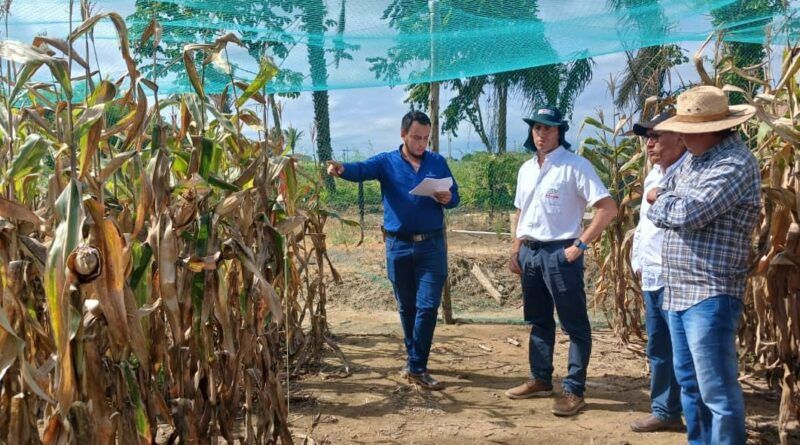 Nutrición de cultivos aumenta rendimientos hasta en 20% y ayuda a mitigar los impactos del exceso de lluvias