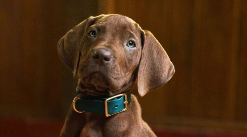Netflix muestra a Scooby-Doo y reactiva una franquicia histórica