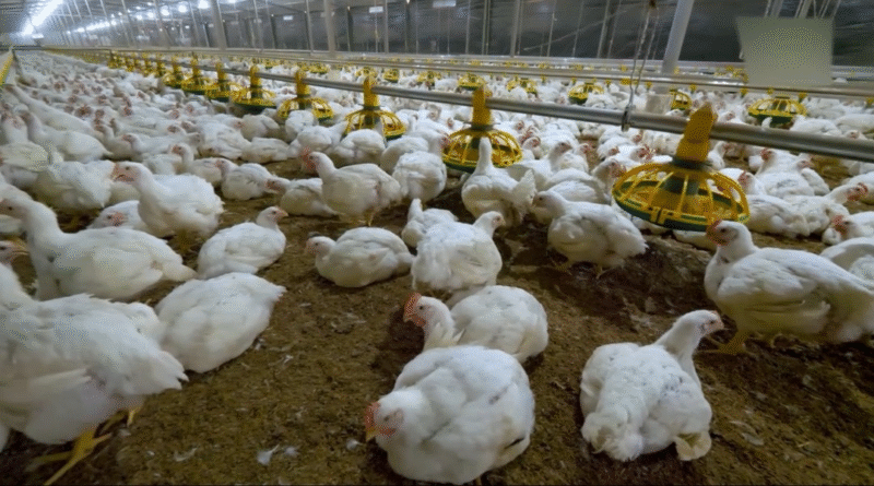 Cochabamba enfrenta una presión creciente sobre su seguridad alimentaria mientras el sector agropecuario advierte pérdidas irreversibles