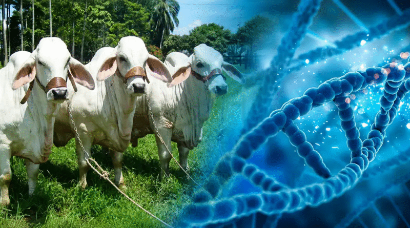 La genética deja de ser exclusiva: tecnología brasileña busca transformar la rentabilidad ganadera en América Latina