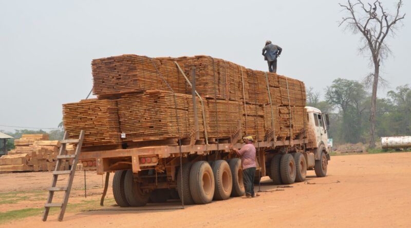 Exportaciones forestales caen por debajo de los niveles de la pandemia y el sector enfrenta la mayor crisis de su historia