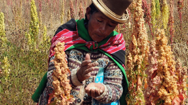 La quinua real demuestra su superioridad nutricional y ratifica que «es boliviana y quiere seguir siendo boliviana»